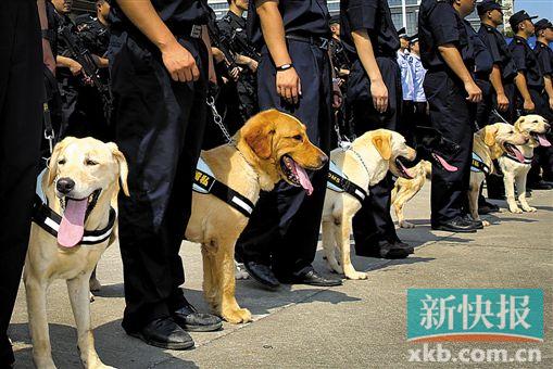 标签着海洛因、冰毒、大麻等毒品的纸箱在熊熊火焰中化为灰烬。