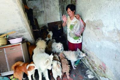 每到饭点儿,狗狗们都着急地围着杨晓云