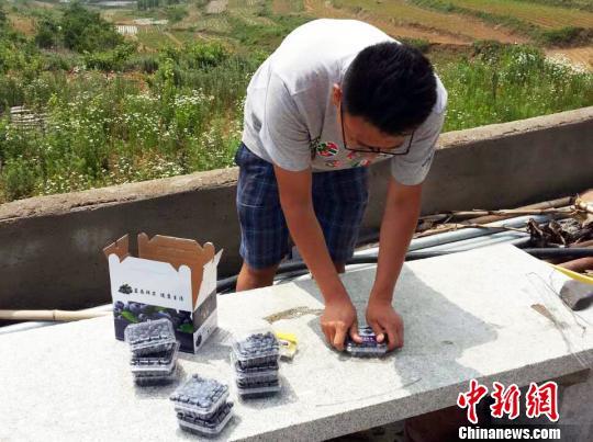 图为莱阳青年电商刘亚楠在包装蓝莓。