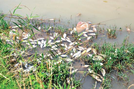 湖里的死魚