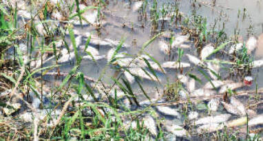 郑州象湖漂浮大量死鱼恶臭冲天 鲤鱼鲫鱼近千