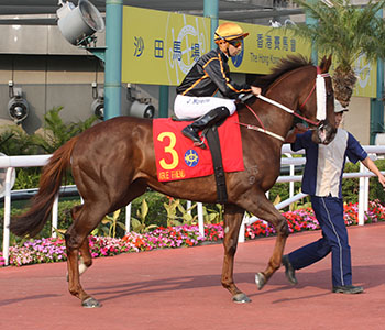 香港名驹首征海外!步步友出战皇家赛马会!_马