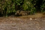 實(shí)拍格魯吉亞動物園被洪水沖毀 猛獸流竄街頭