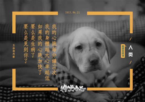 神犬小七 爱意