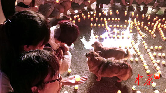 6月16日晚，鄭州愛狗人士在紫荊山公園冒雨祈福 ，呼吁抵制玉林狗肉節。