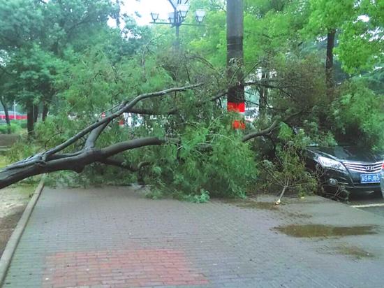 昨天早上，东港二村南侧一棵大树突然倒下，压住了一辆私家车。