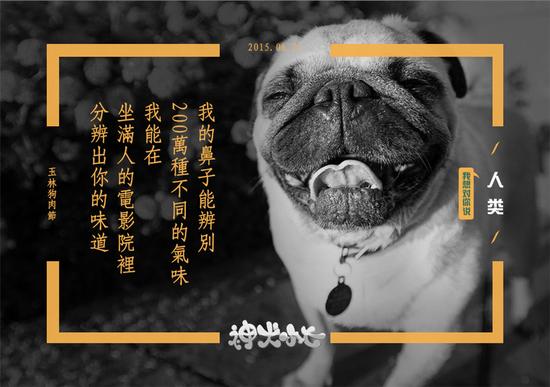 神犬小七 嗅觉