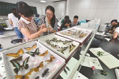 南农大举行“昆虫标本”制作大赛 强化环保意识_新浪江苏_新浪网