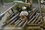 實拍蠢萌熊貓第一次玩毯子被困