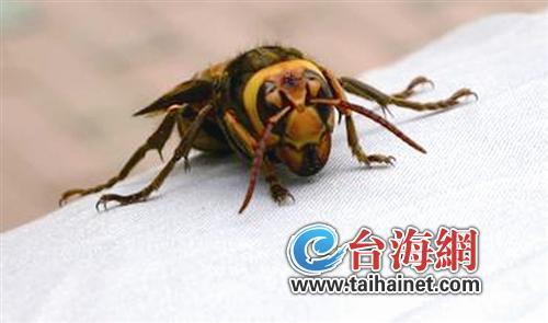 夏季毒虫咬伤事件高发 遇见这些虫千万要躲开