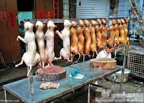 已宰杀脱毛的狗只在内地合法售卖。(香港《新报》)