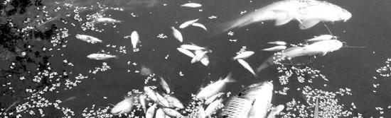 大量的死鱼飘在湖面上