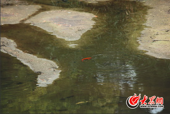 6月19日，枫溪居旁的水面几近干涸，鱼儿露着脊梁在泥水中游。 大众网记者 王长坤 摄