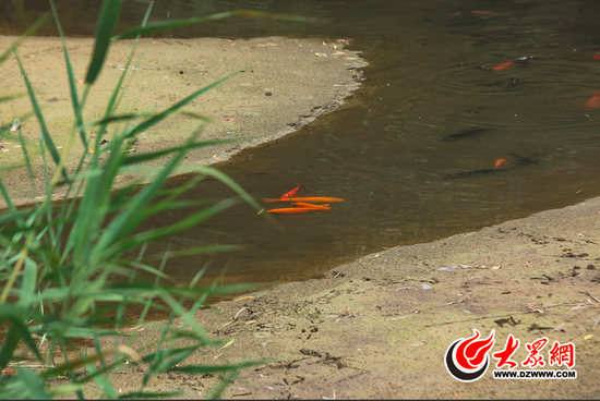 6月19日，趵突泉景区中的井影泉露出大片淤泥，鱼儿只能聚集在另一侧水面中。大众网记者 王长坤 摄