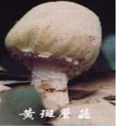 黄斑蘑菇