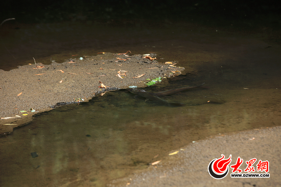 6月19日，枫溪居旁的水面几近干涸，鱼儿露着脊梁在泥水中游。大众网记者 王长坤 摄