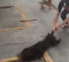 汕头斗狗事件:万元犬不敌低价对手被摔死