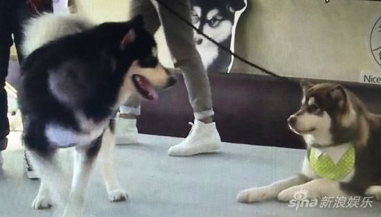 萌犬