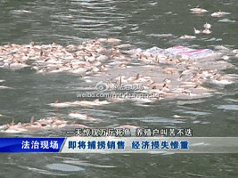 中牟鱼塘一天现万斤死鱼