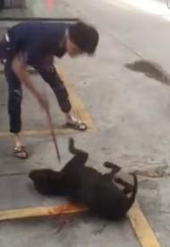 在男子的一通残忍棍棒下,狗狗最终丧命。