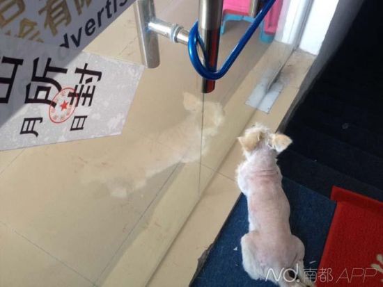 凶案发生地,狗狗守在玻璃门口不愿离去。