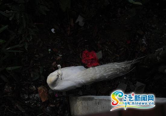 6月21日,在三亚凤凰岭公园的觅食的孔雀。(三亚新闻网记者 沙晓峰 摄)