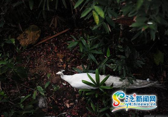 6月21日,在三亚凤凰岭公园的觅食的孔雀。(三亚新闻网记者沙晓峰摄)