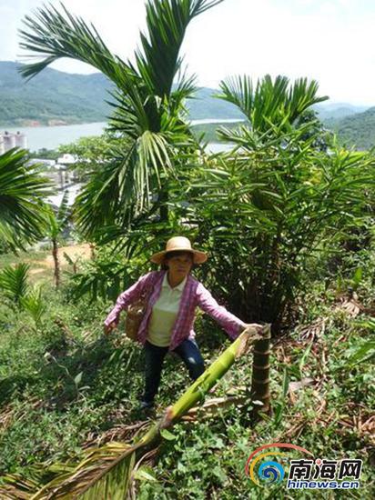 千余株槟榔遭“腰斩”,农户伤心欲绝