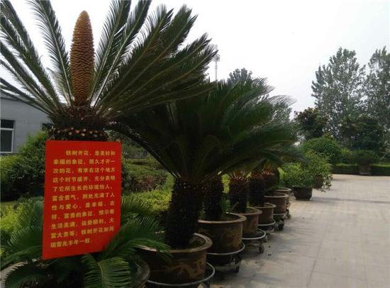 6棵鐵樹吹響開花“集結(jié)號”