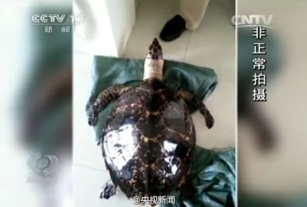 资料图:上海海关查获玳瑁标本2件 费璐琳/摄