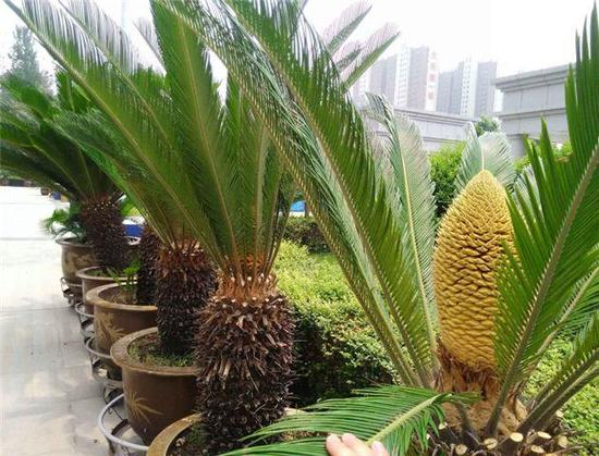 6棵鐵樹吹響開花“集結(jié)號”