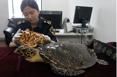 资料图：上海海关查获玳瑁标本2件 费璐琳/摄