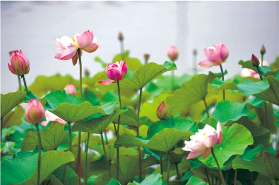 日湖公园荷花绽放引游人争相拍摄_新浪宁波_新浪网