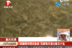 視頻：老漢院中挖出魚泉 汛期每天涌出數(shù)百斤魚