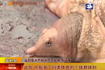 視頻：湖北抓獲罕見金黃色甲魚 張嘴欲咬人