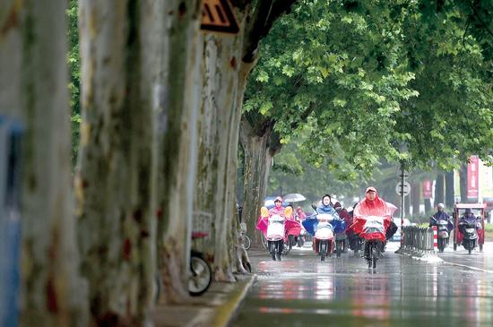 中原路，巨大法桐为雨中的行人打起一把绿色大伞。