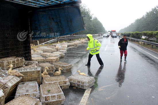 鴨子也從破損的框子里鉆了出來，悠閑地在高速公路上“散步”。