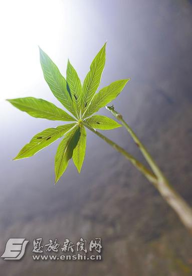 天坑内植物繁茂，生机盎然。