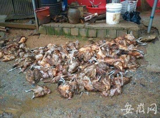 金寨梅山镇出现暴雨灾情 14处山体塌方4处河堤