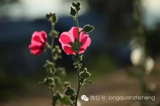 摇曳风中的花(图：龙泉视界)