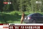 视频：棕熊袭击私家汽车 车内孩童大呼过瘾