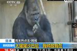 日本動物園大猩猩太帥 引女游客瘋狂“追猩”