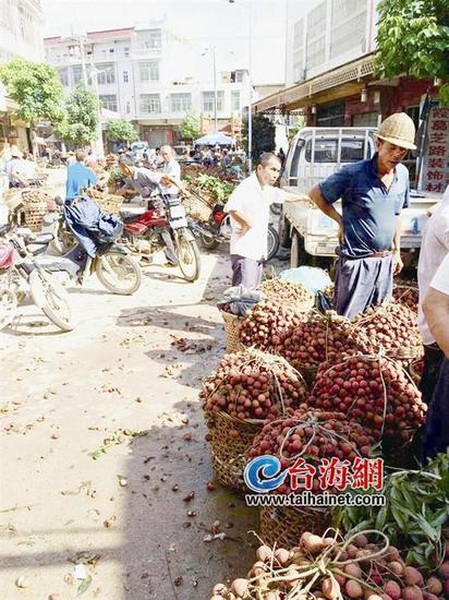 荔枝丰收,果农田却苦不堪言