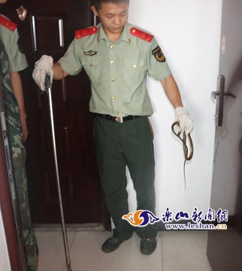 捕获毒蛇