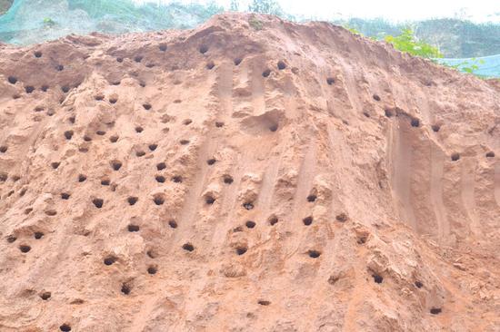 數千只灰沙燕在此做窩