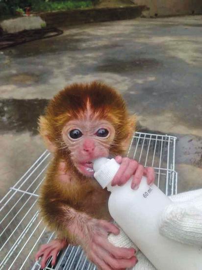 郑州市民环翠峪游玩捡到初生小猴