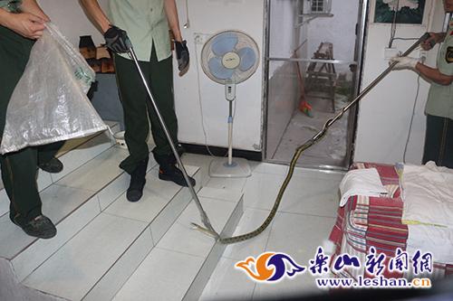 捕获大菜花蛇