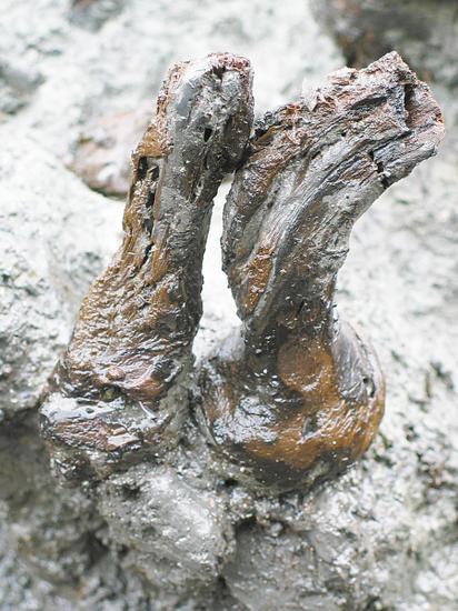 田螺山遗址出土的6000年前的茶树根。