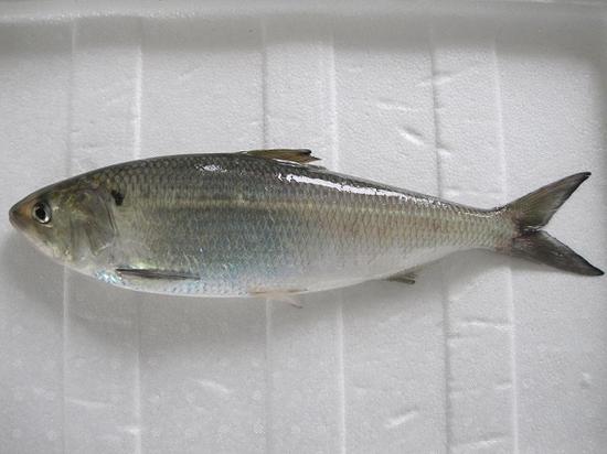 长江鲥鱼（图片来源于网络）