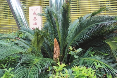 铁树开花